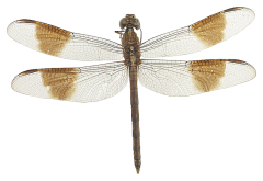 Dragonfly PNG-26265